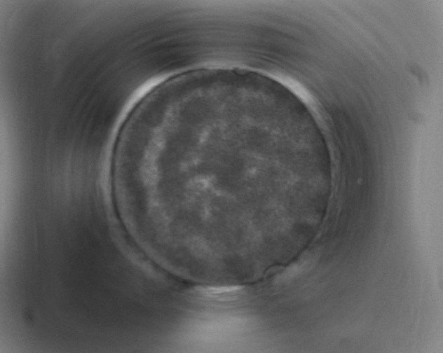 X0000116840864200912312053