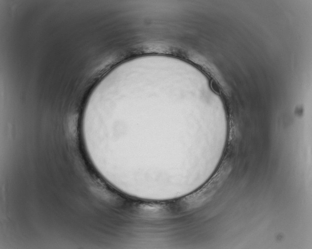 X0000116840066201001081507