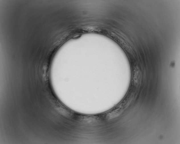 X0000116840420201001081502