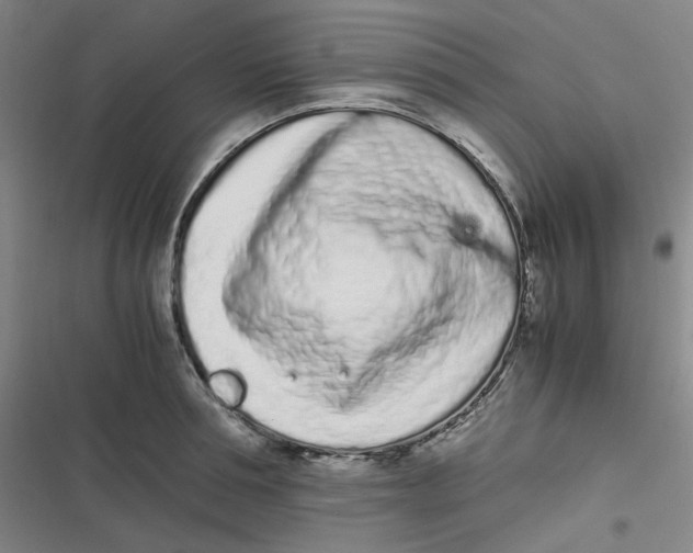 X0000116840994201001081455