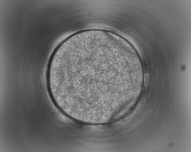 X0000116840995201001081455