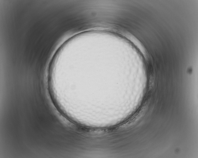 X0000116841099201001081453