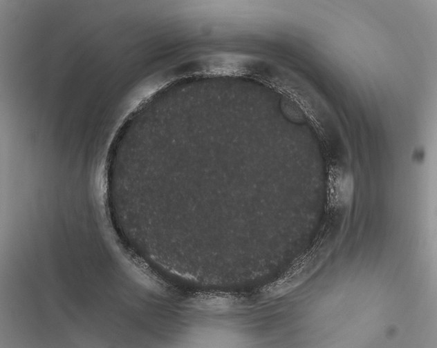 X0000116840726201001151246