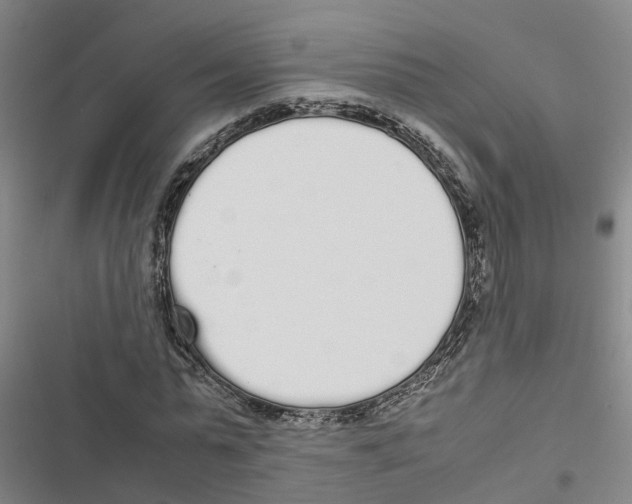 X0000116840775201001151246