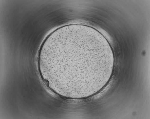 X0000116840854201001151246