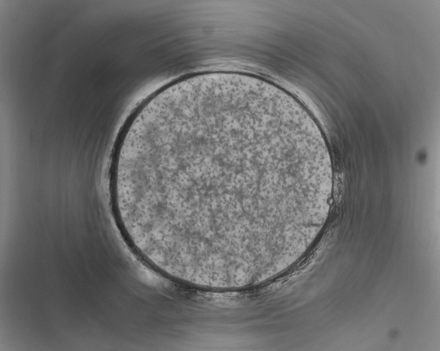 X0000116840995201001151243