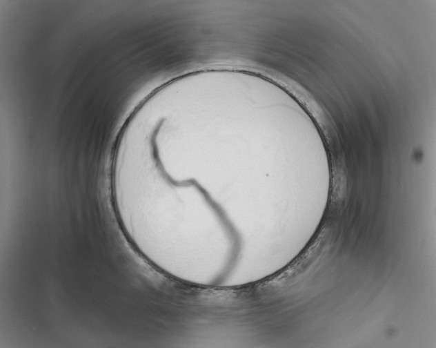 X0000116841006201001151243