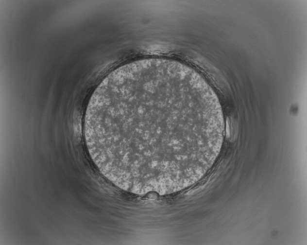 X0000116841155201001151241