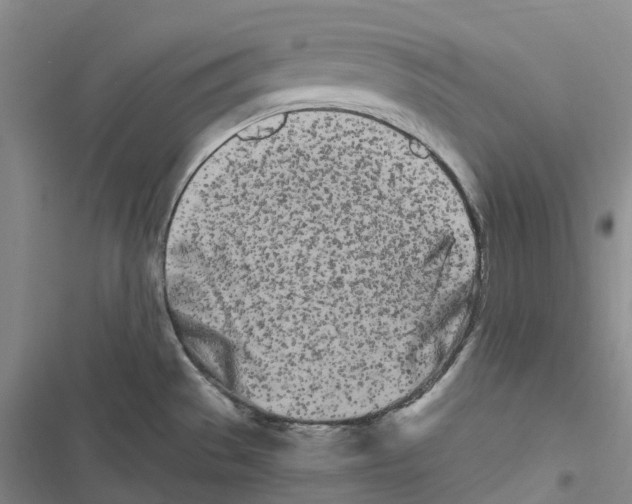 X0000116841529201001151236