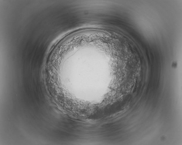 X0000116840388201001291709