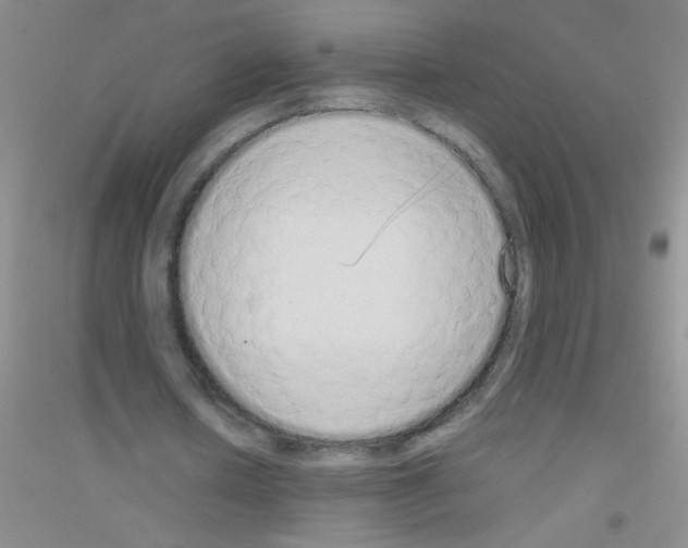 X0000116840626201001291705