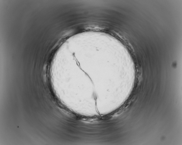 X0000116840645201001291705