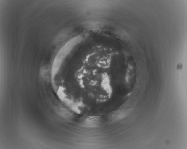 X0000116840720201001291704