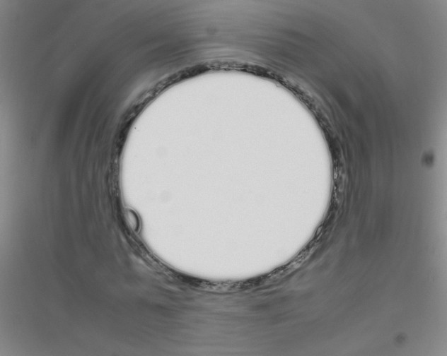 X0000116840775201001291704