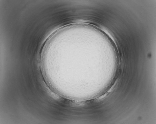 X0000116840835201001291703
