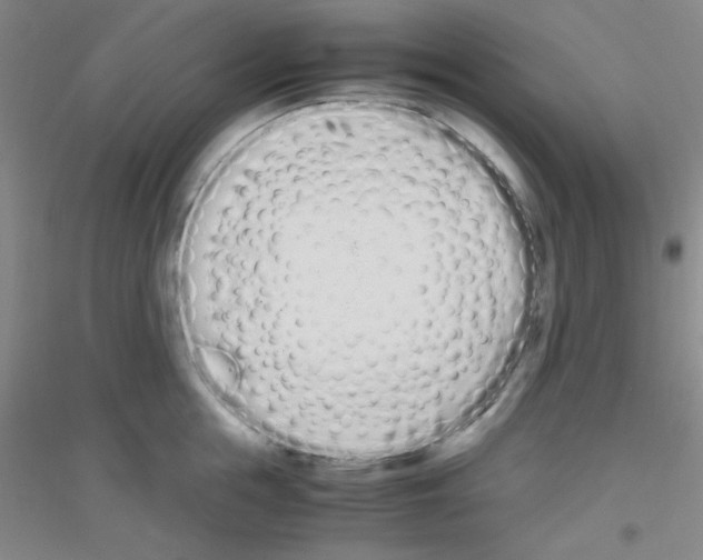 X0000116840855201001291703