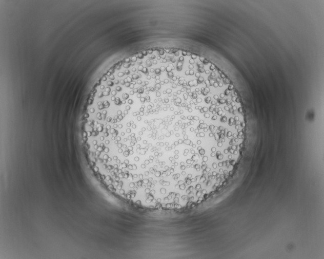 X0000116840906201001291702