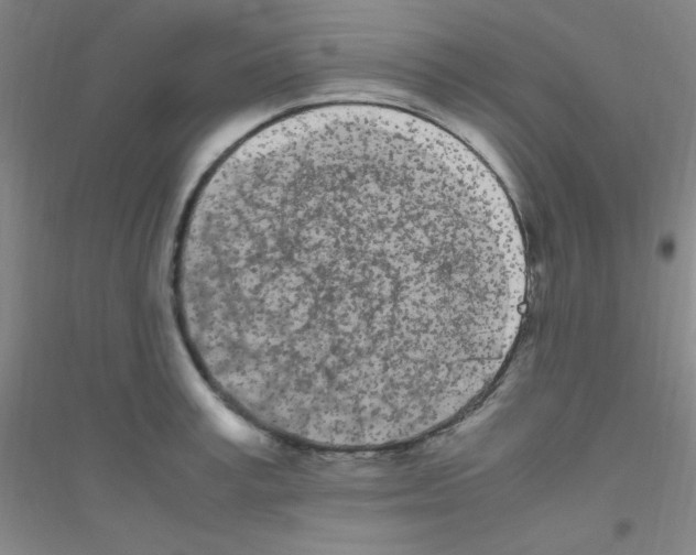 X0000116840995201001291701