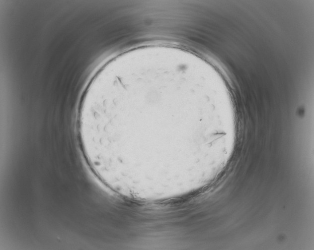 X0000116841095201001291659