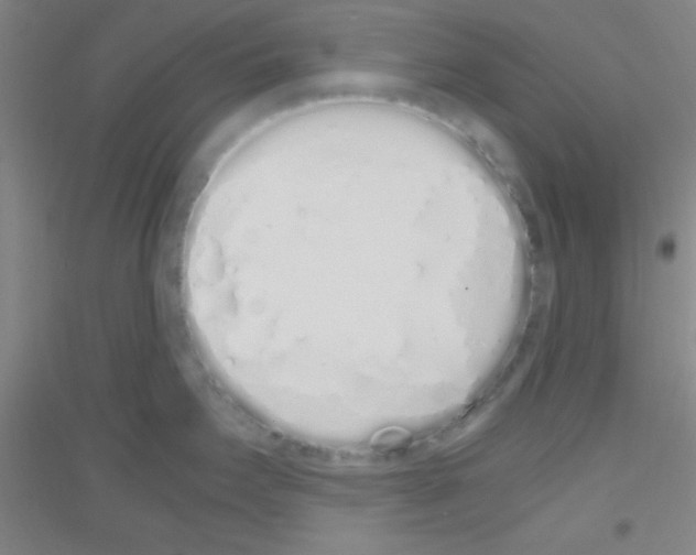 X0000116841295201001291657