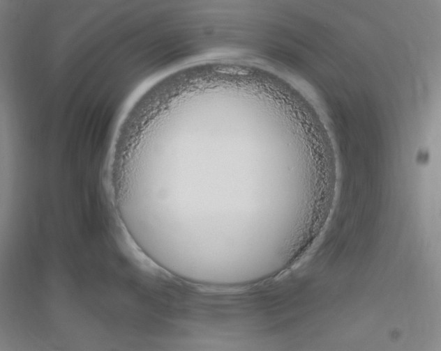 X0000116841296201001291656
