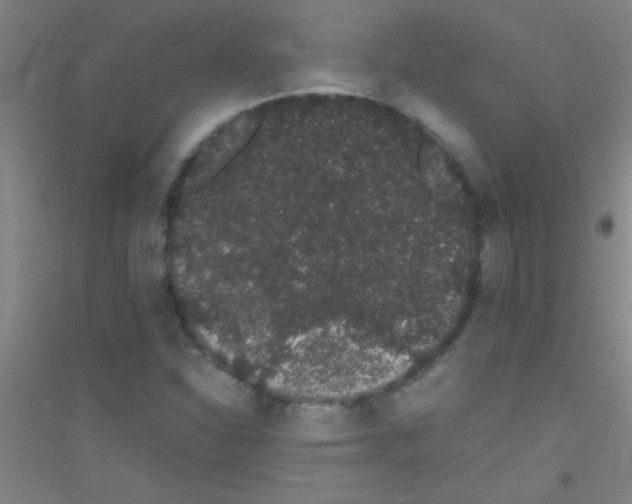 X0000116841310201001291656
