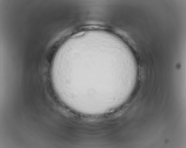 X0000116841399201001291655