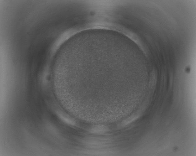 X0000116841454201001291654