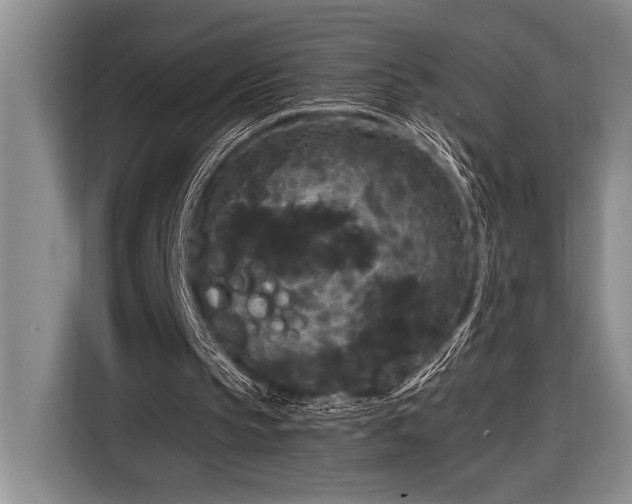 X0000116850145200912221125