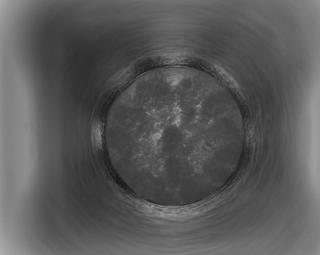 X0000116850026200912291249