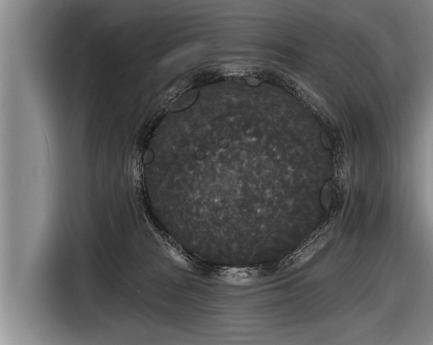 X0000116850277200912291246