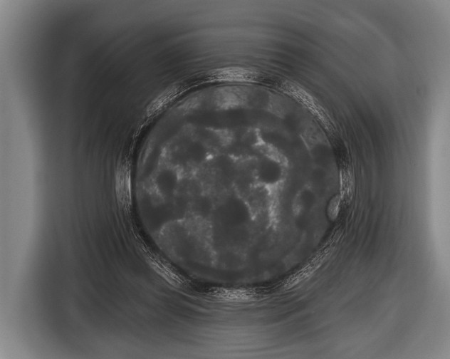 X0000116850349200912291244