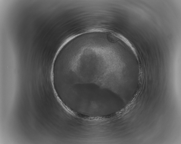 X0000116850811200912291239