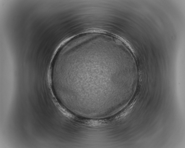 X0000116850987200912291236