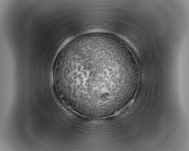 X0000116851274200912291233