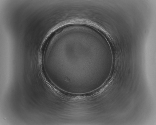 X0000116851506200912291230