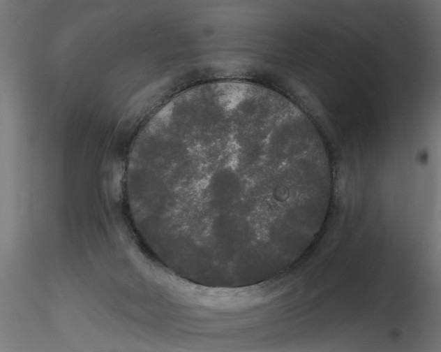 X0000116850026201001051515