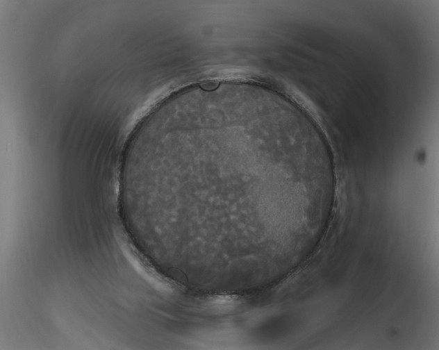 X0000116850059201001051515