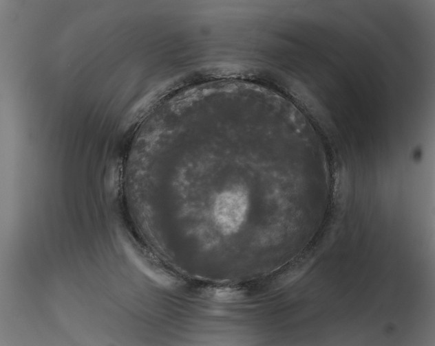 X0000116850165201001051513