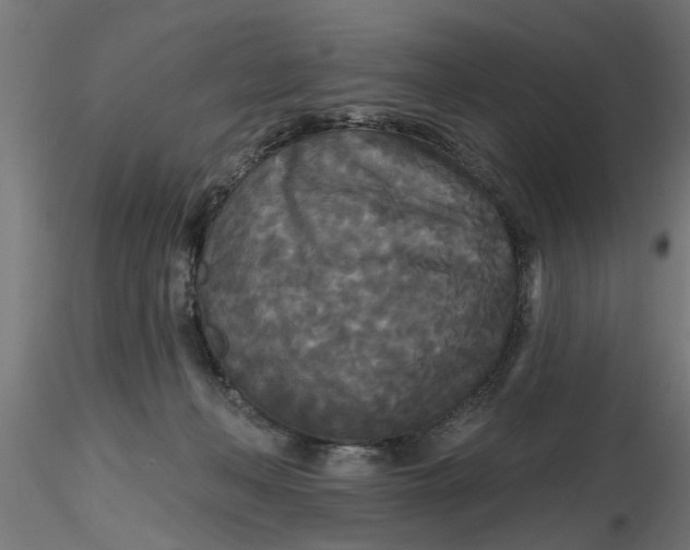 X0000116850222201001051513