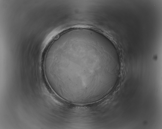 X0000116850296201001051512