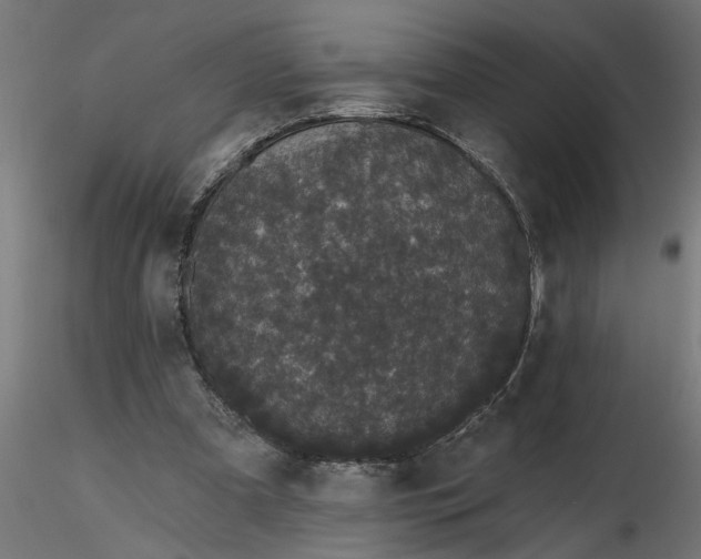 X0000116850297201001051512