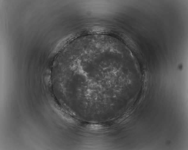 X0000116850361201001051511