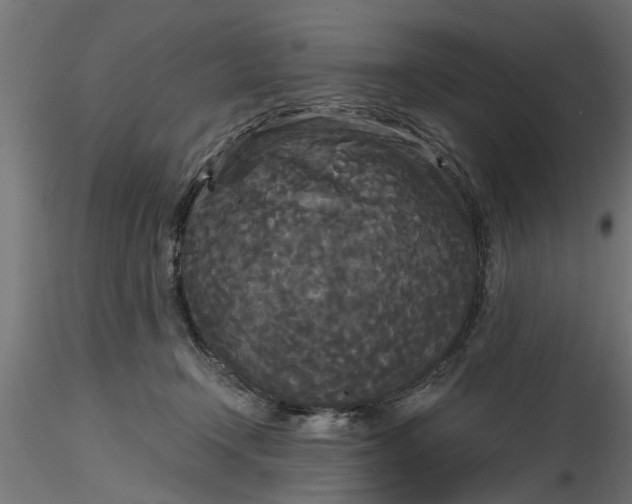 X0000116850366201001051511