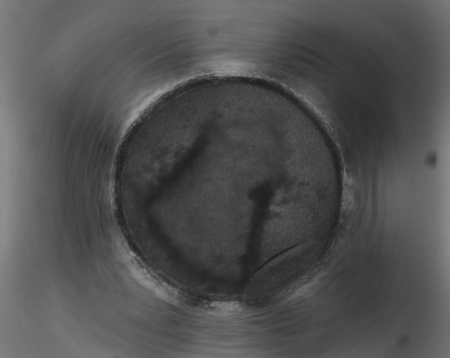 X0000116850391201001051510