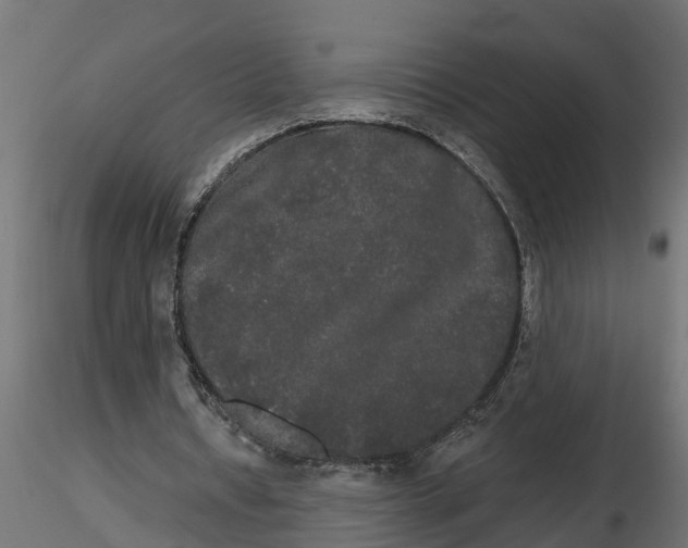 X0000116850434201001051509