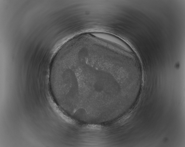 X0000116850437201001051509