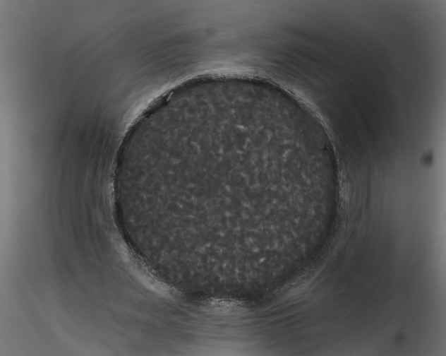 X0000116850487201001051509