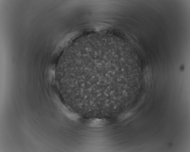 X0000116850527201001051509