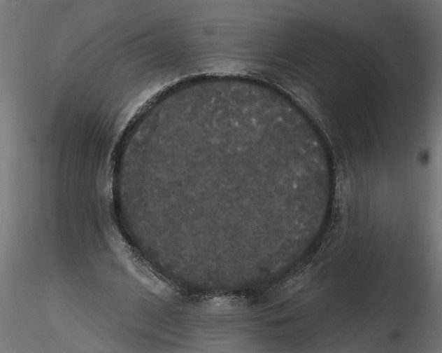 X0000116850584201001051508